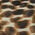 stampa animalier - 183k